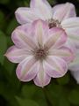 Clematis Dawn Aurora Powojnik